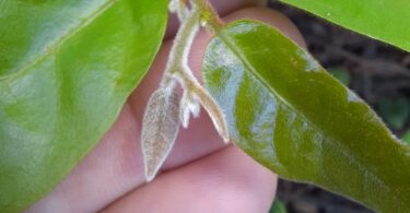 Apical da Annona saffordiana R.E.Fr