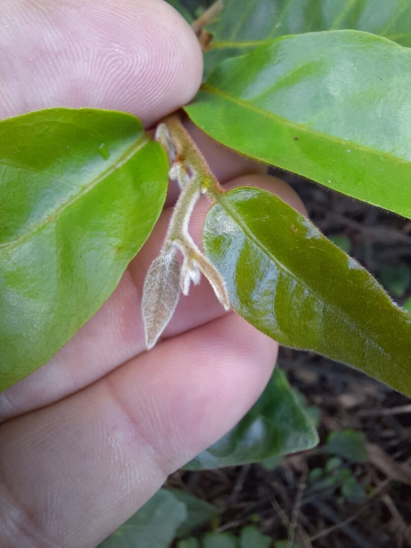 Apical da Annona saffordiana R.E.Fr