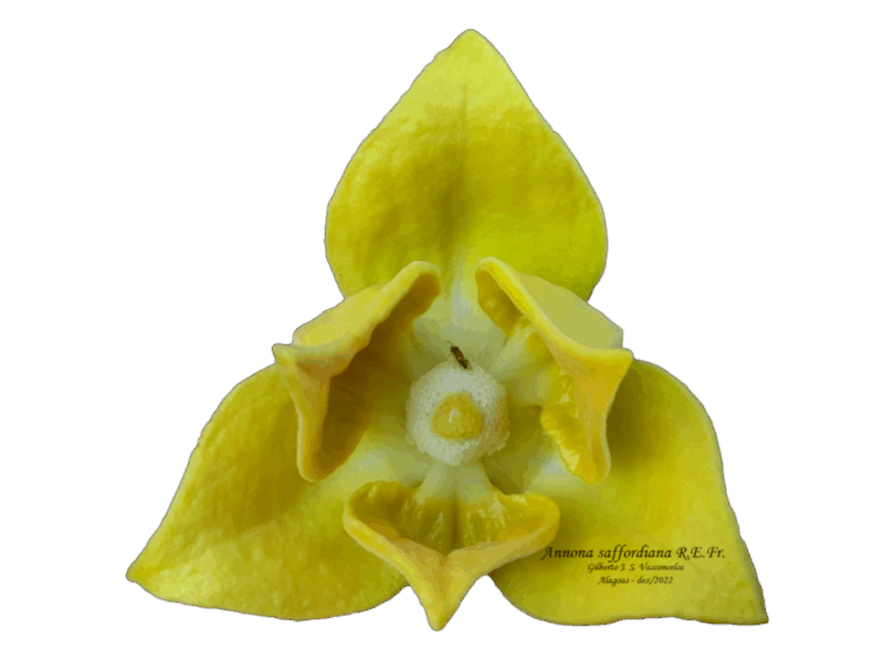 Flor de Annona saffordiana