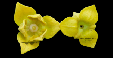 Flor de Annona saffordiana