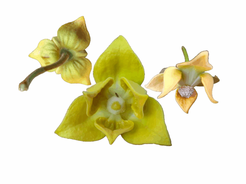 Flor de Annona saffordiana