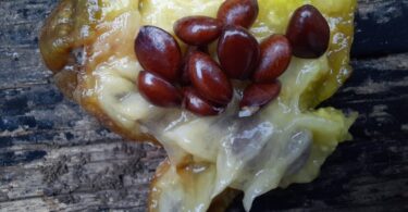 Frutos de Annona saffordiana