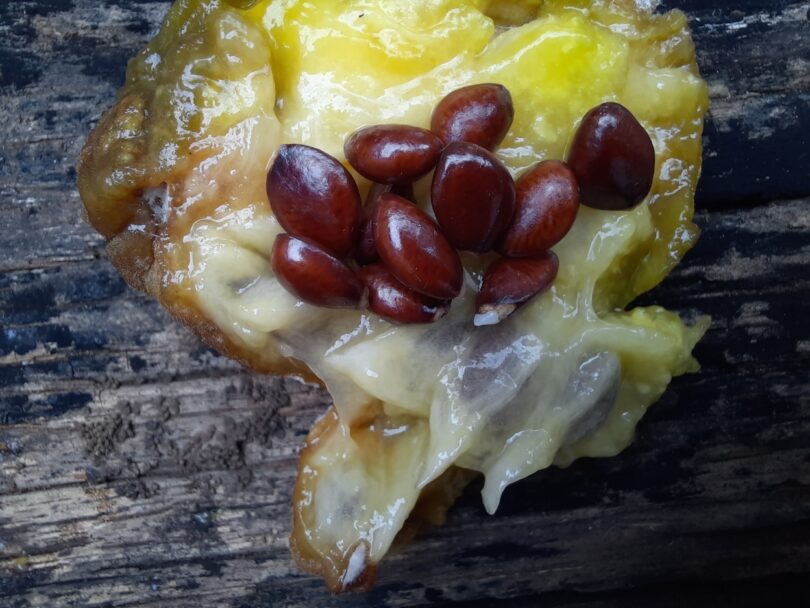 Frutos de Annona saffordiana