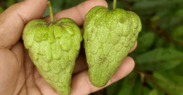 Annona saffordiana R.E.Fr