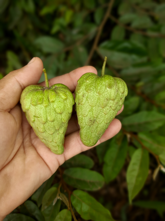 Annona saffordiana R.E.Fr
