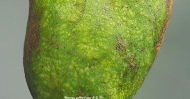 Frutos de Annona saffordiana