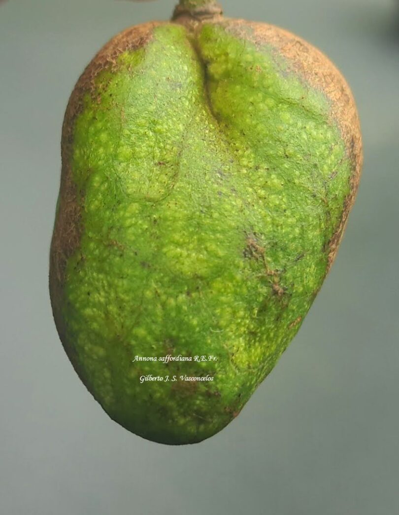 Frutos de Annona saffordiana