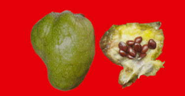 Frutos de Annona saffordiana