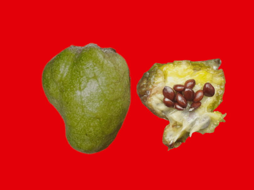 Frutos de Annona saffordiana