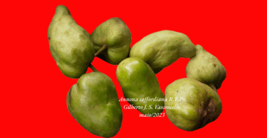 Frutos de Annona saffordiana