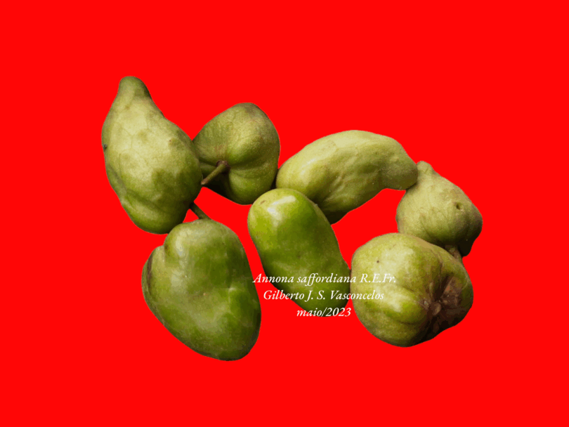 Frutos de Annona saffordiana