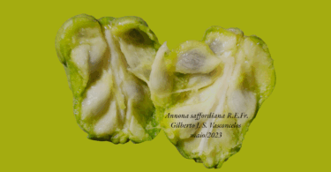 Frutos de Annona saffordiana