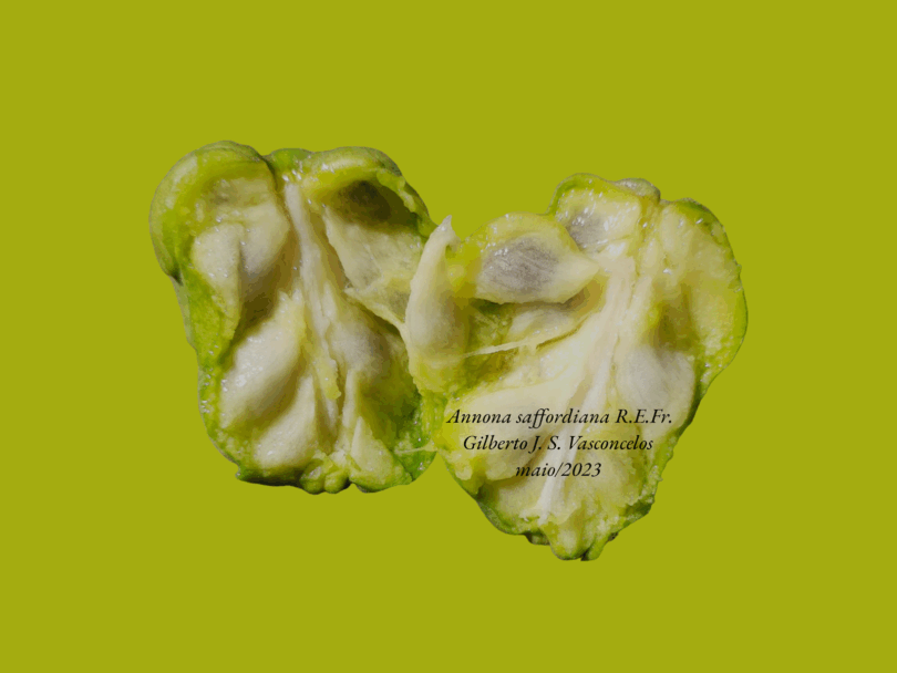 Frutos de Annona saffordiana