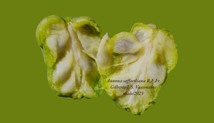 Frutos de Annona saffordiana R.E.Fr.