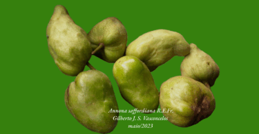 Frutos de Annona saffordiana