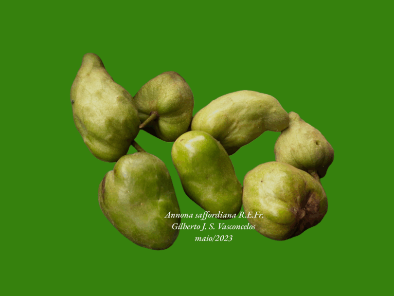 Frutos de Annona saffordiana