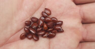 Sementes de Annona saffordiana