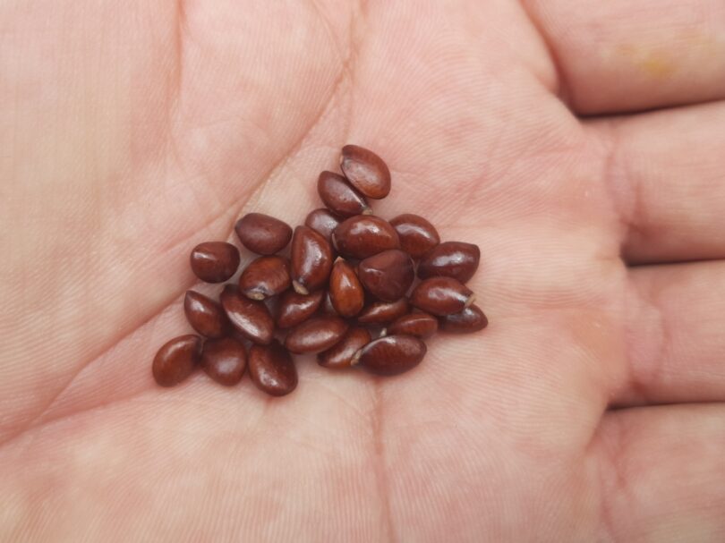 Sementes de Annona saffordiana