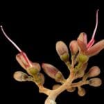 Hymenaea rubriflora Ducke