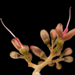 Hymenaea rubriflora Ducke