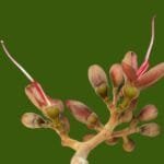 Hymenaea rubriflora Ducke