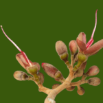 Hymenaea rubriflora Ducke