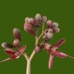 Hymenaea rubriflora Ducke
