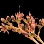 Hymenaea rubriflora Ducke