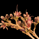 Hymenaea rubriflora Ducke
