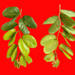 Hymenaea rubriflora Ducke
