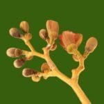 Hymenaea rubriflora Ducke