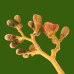 Hymenaea rubriflora Ducke