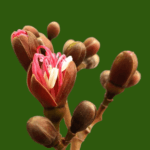 Hymenaea rubriflora Ducke