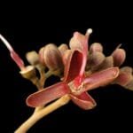 Hymenaea rubriflora Ducke
