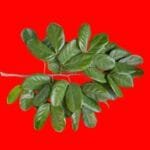Hymenaea rubriflora Ducke