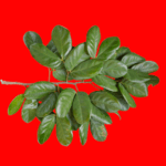 Hymenaea rubriflora Ducke