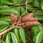 Hymenaea rubriflora Ducke