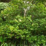 Hymenaea rubriflora Ducke