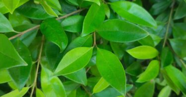 Eugenia luschnathiana Klotzsch ex B.D. Jacks.