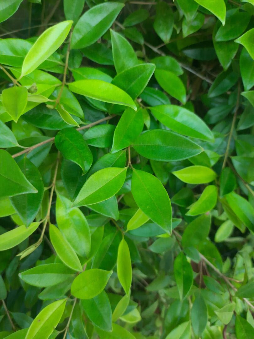 Eugenia luschnathiana Klotzsch ex B.D. Jacks.