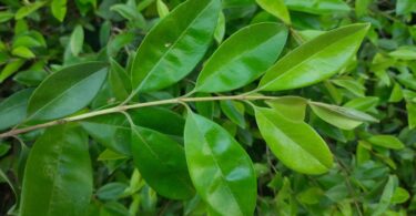 Eugenia luschnathiana Klotzsch ex B.D. Jacks.