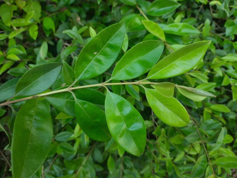 Eugenia luschnathiana Klotzsch ex B.D. Jacks.