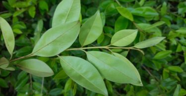 Eugenia luschnathiana Klotzsch ex B.D. Jacks.