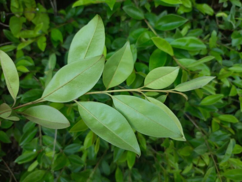 Eugenia luschnathiana Klotzsch ex B.D. Jacks.