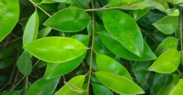 Eugenia luschnathiana Klotzsch ex B.D. Jacks.