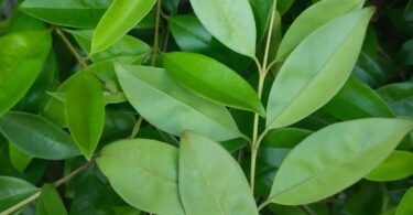 Eugenia luschnathiana Klotzsch ex B.D. Jacks.