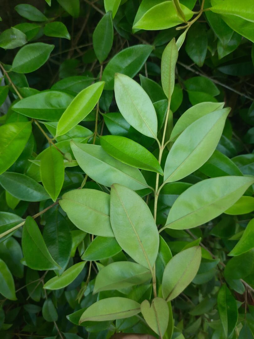 Eugenia luschnathiana Klotzsch ex B.D. Jacks.