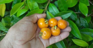 Eugenia luschnathiana Klotzsch ex B.D. Jacks.