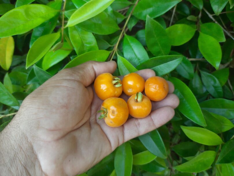 Eugenia luschnathiana Klotzsch ex B.D. Jacks.