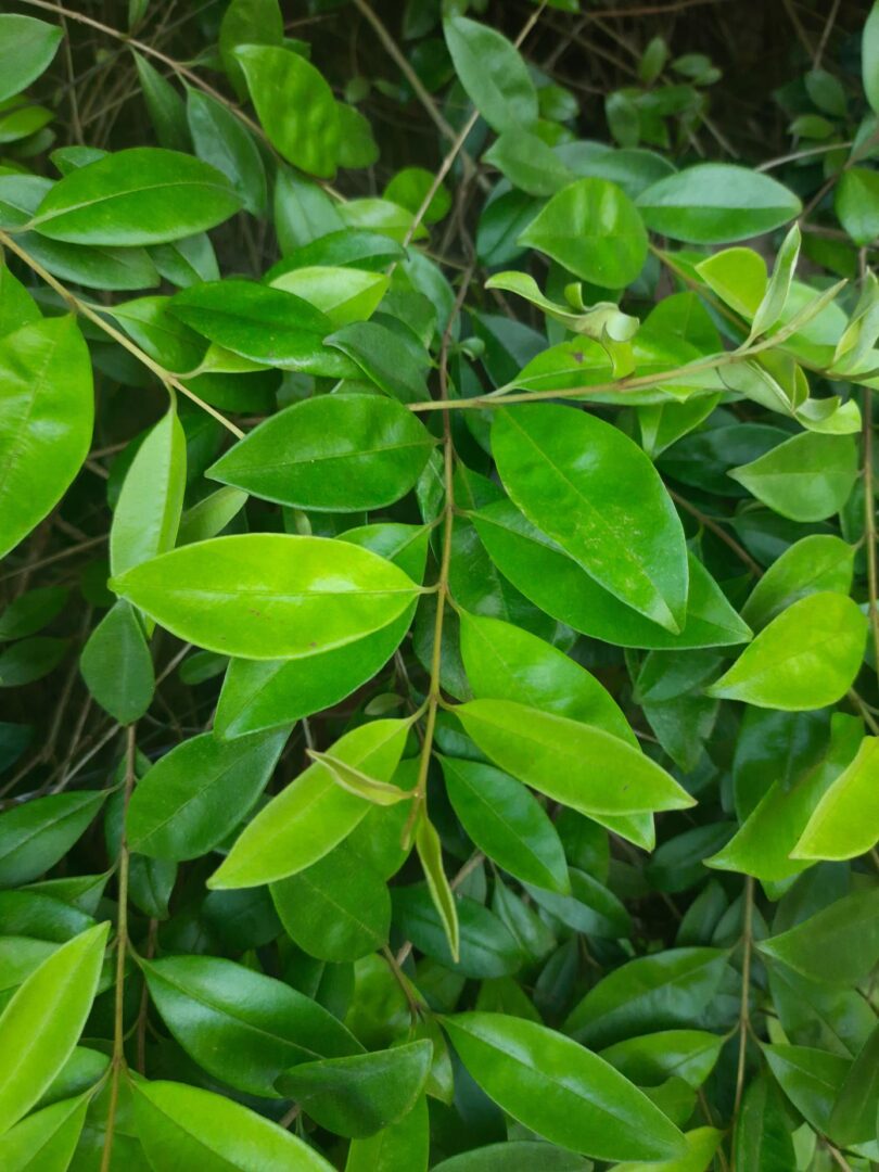 Eugenia luschnathiana Klotzsch ex B.D. Jacks.